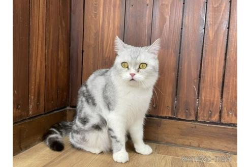 販売中のマンチカンの母親